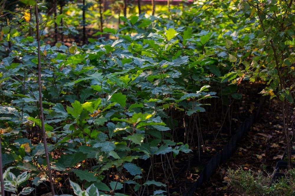 Dąb Czerwony (Quercus Rubra) 50-70 cm, donica 1l