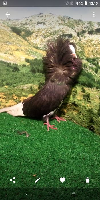 Pombos de várias raças.