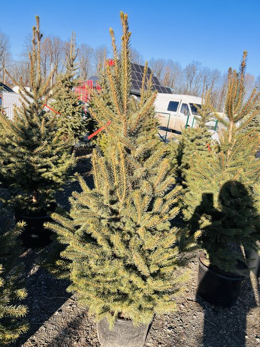 Ялинка в горщику Ялинка жива