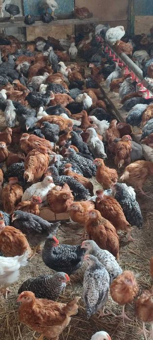 Гоща! КУРИ-НЕСУШКИ! продам! доставка безкоштовна!