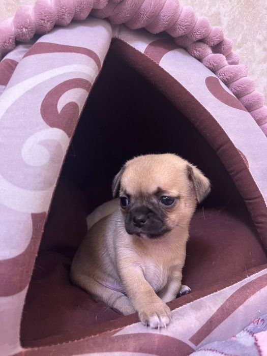 Дівчата Чихуахуа (бронювання)