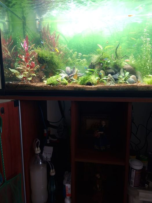 Difusor CO2 Aquário Plantado