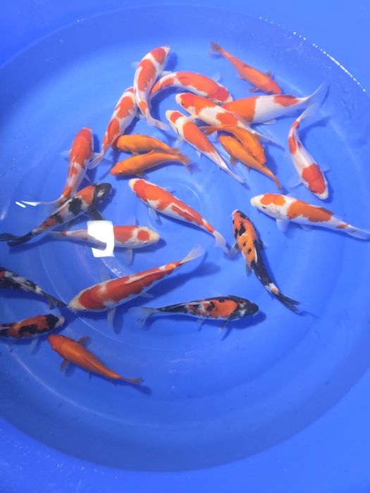 Sprzedam karpie koi Tosai