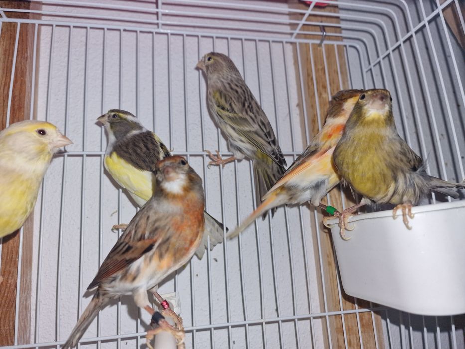 Plantel de canários para cedência