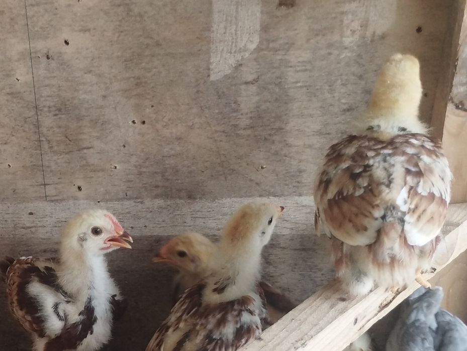 Pintos Rhode Island red puros