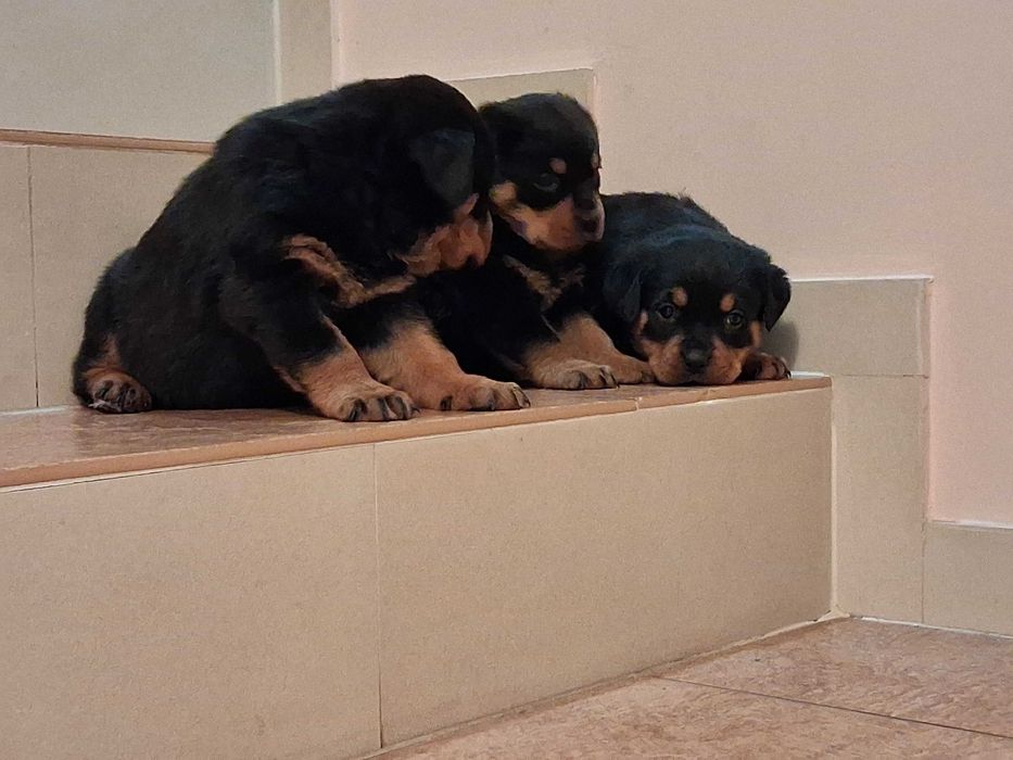 rottweiler szczeniak