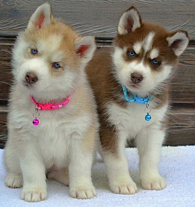 Сибирские хаски щенки