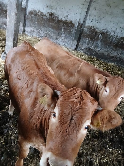 Jałoszki Mięsne Limousine