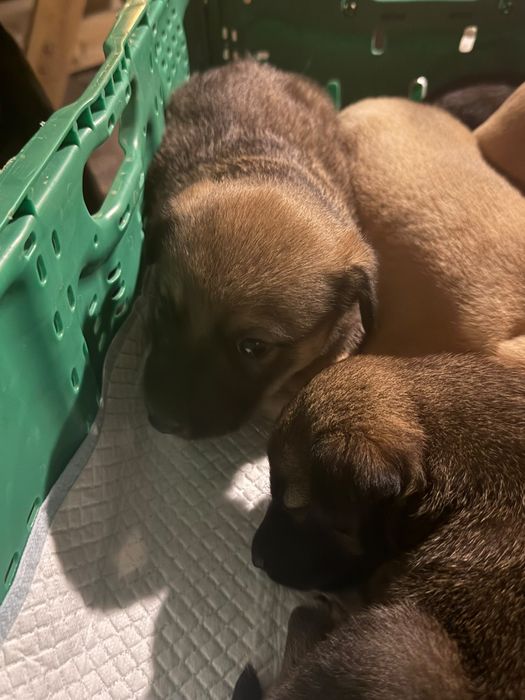 Cães bebés para adoção responsável