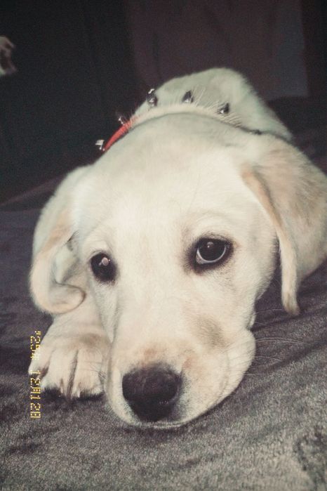 Золотистый ретривер !