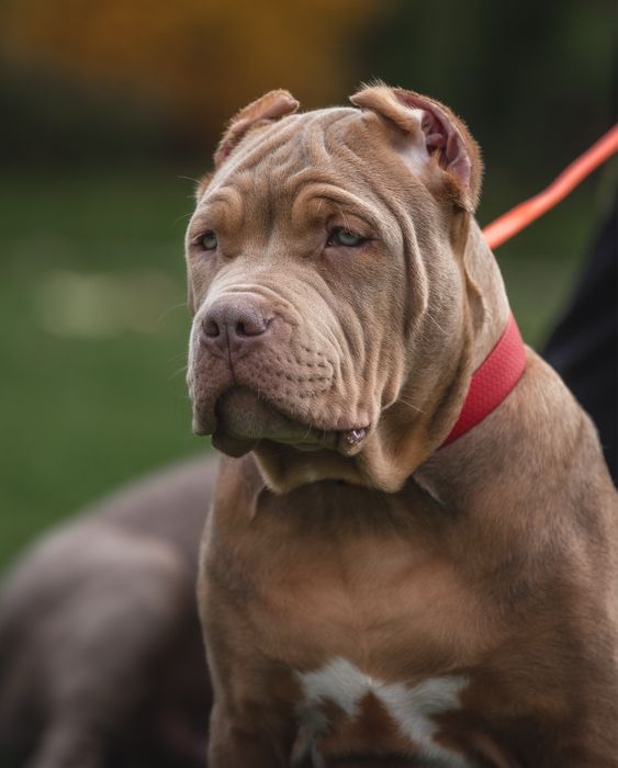 Неймовірний красень ХЛ