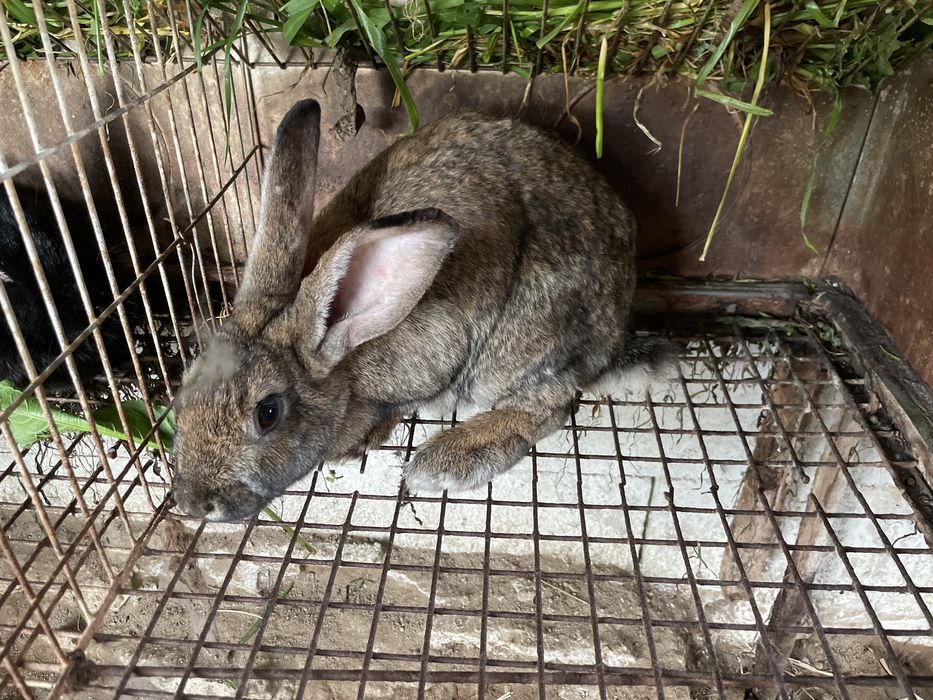 Coelhas prenhas adultas