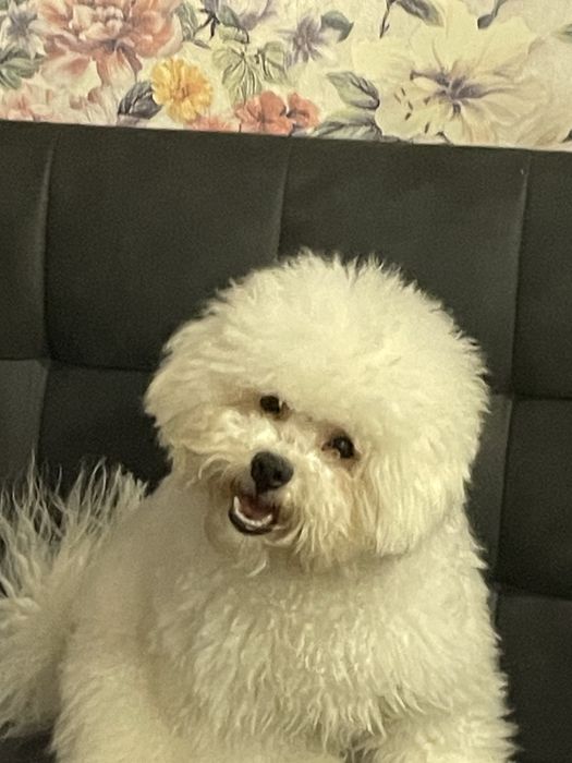 Бішон фрізе КСУ вязка