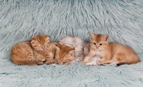 Вислоухий, вислоухая, шотландцы, котёнок, кошечка