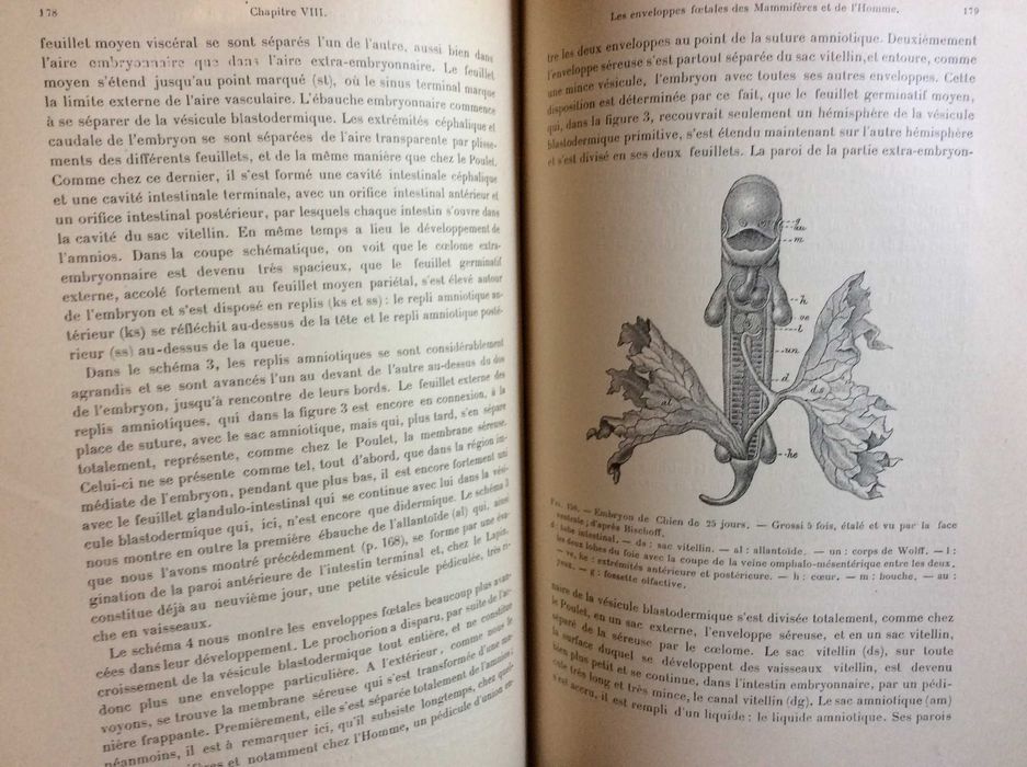 Précis d'embryologie de l'homme & des vertébrés 1906. Raro