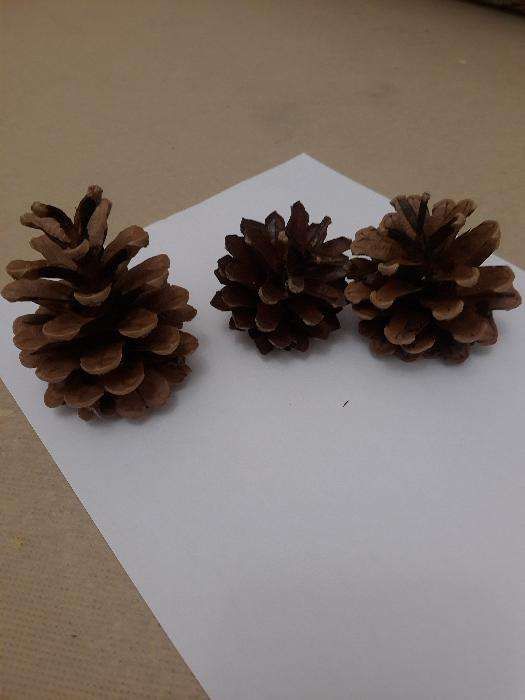 Шишки сосновые купить отборные крупные сухие для декора