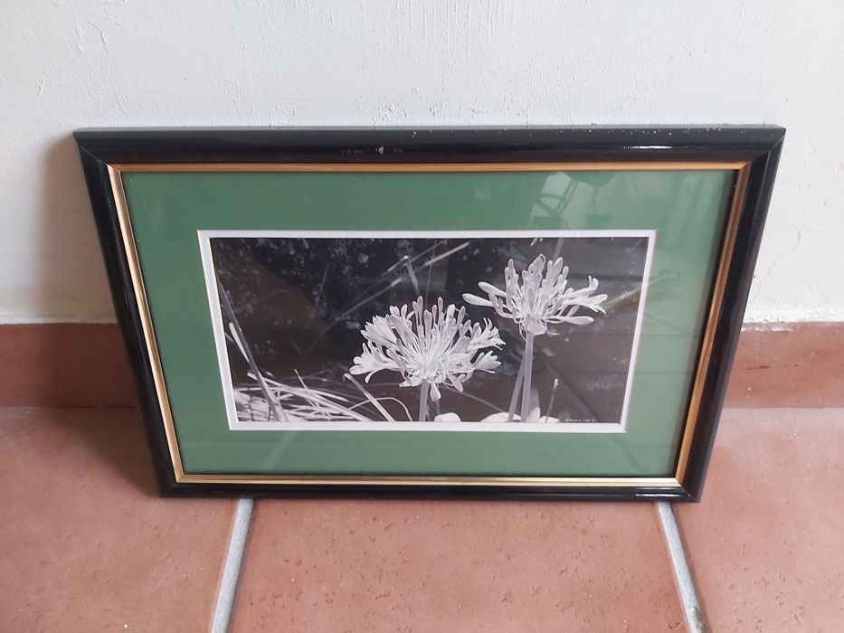 Quadro Agapantos fotografia 42x30cm