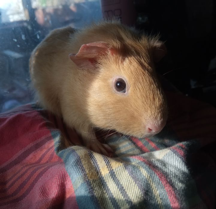 Морская свинка, мальчик, 2.5 месяца