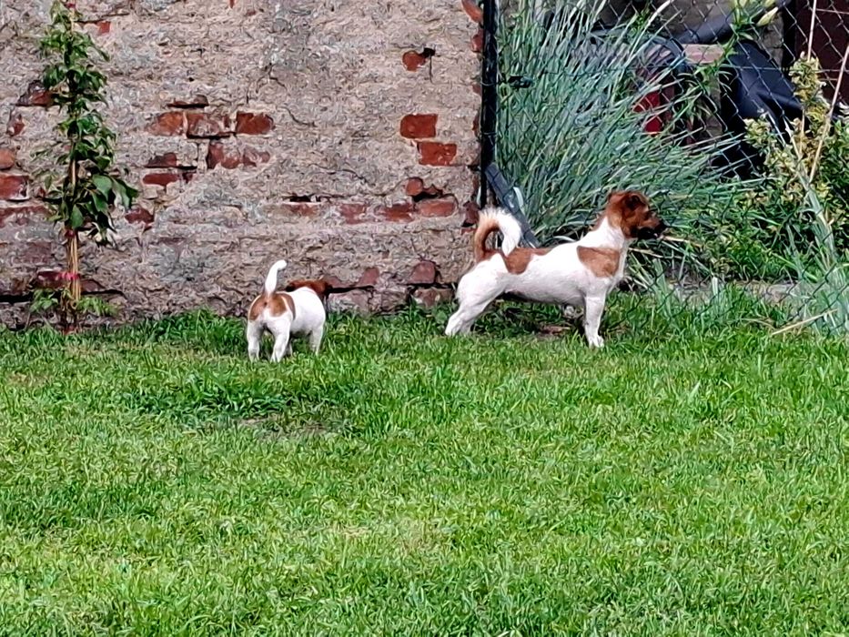 Suczka Jack Russell Terrier FCI ZKwP