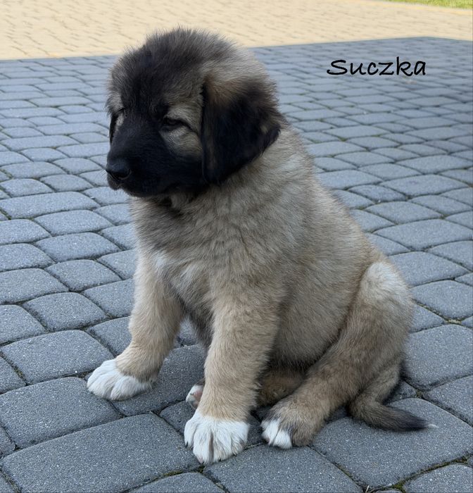 Owczarki kaukaskie
