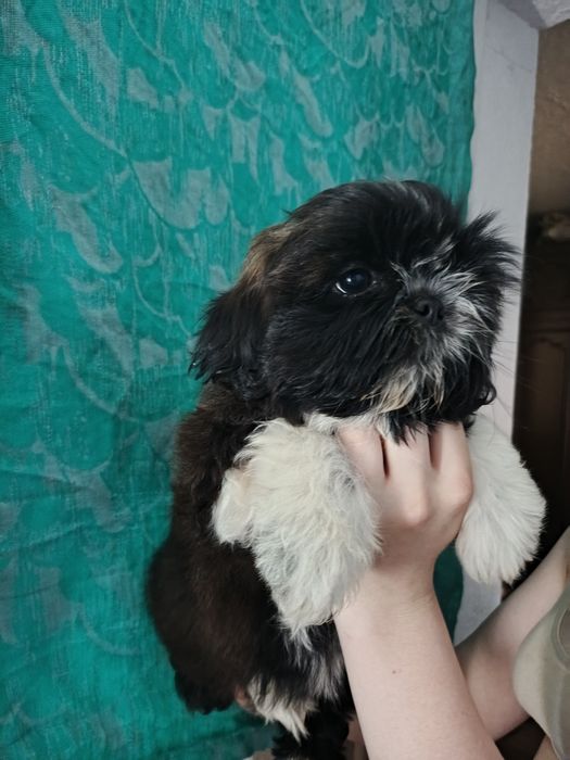 Маленька шитцуля дівчинка.