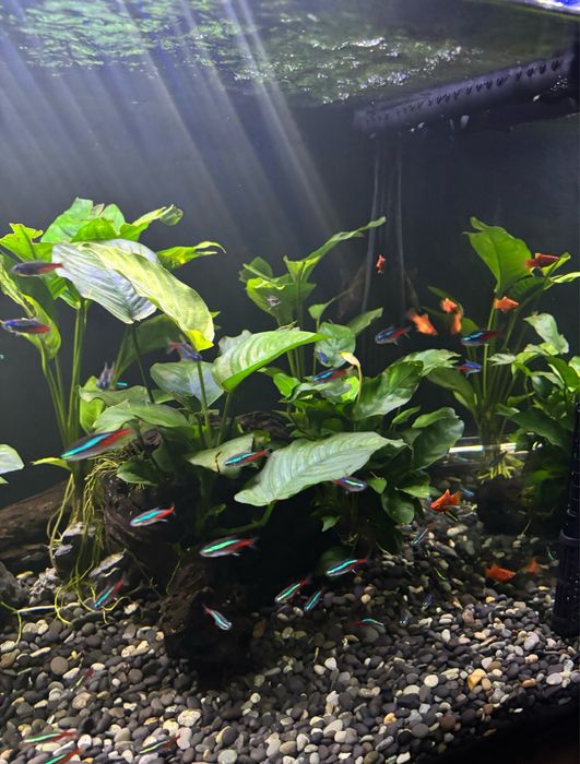 Aquario 120x50x50 vendo ou troco