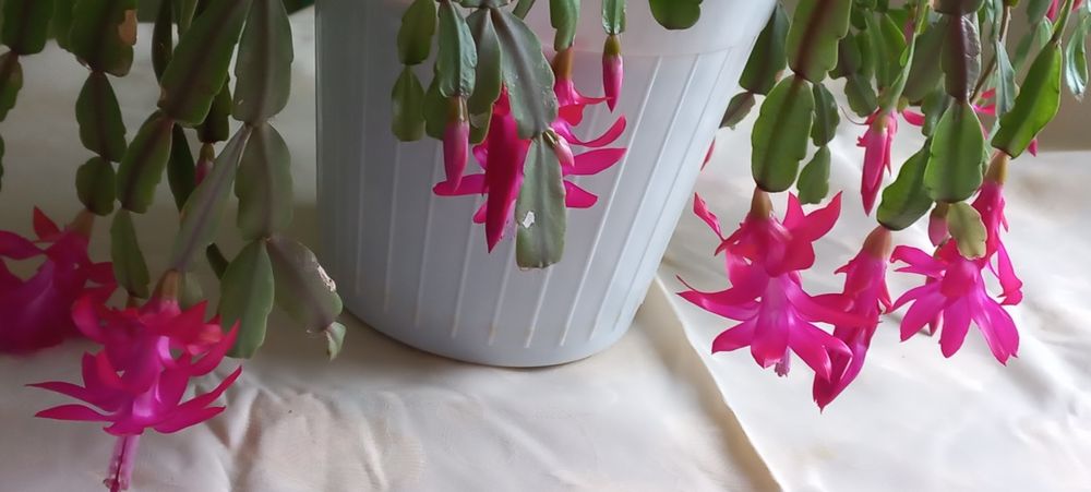 Продам вазон 'рождественник'