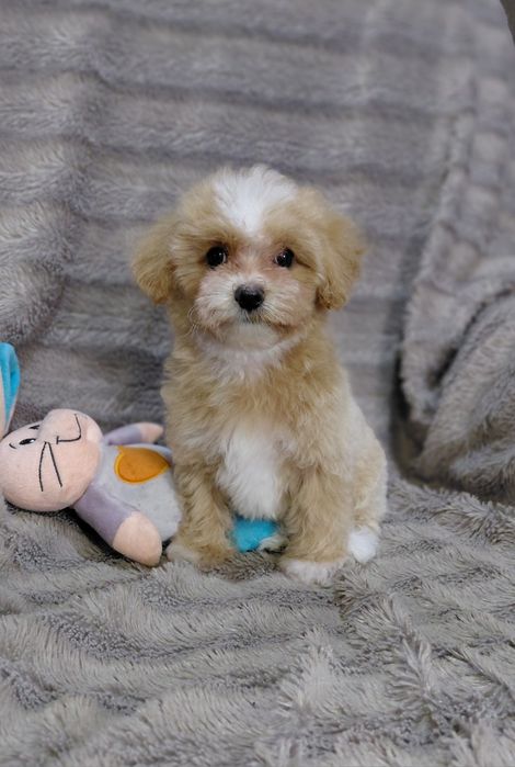 Мальтіпу ф1 малюки