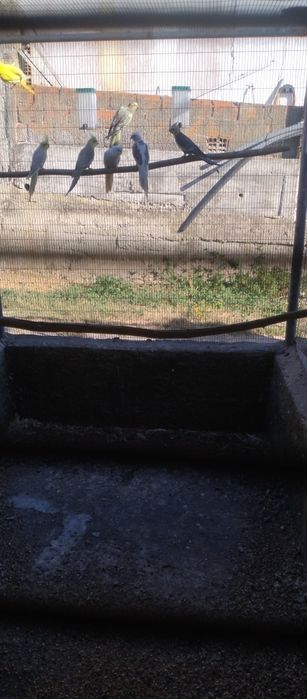 Caturras várias cores