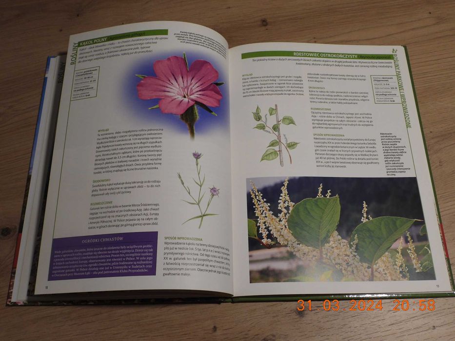 Encyklopedia Przyrody - Tom 22 Rośliny - parkowe i wprowadzone