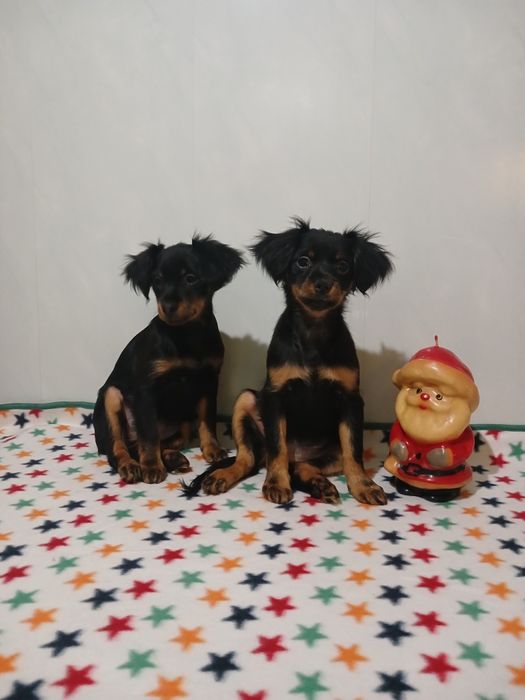 Милашки 2 сестрички тойчики.