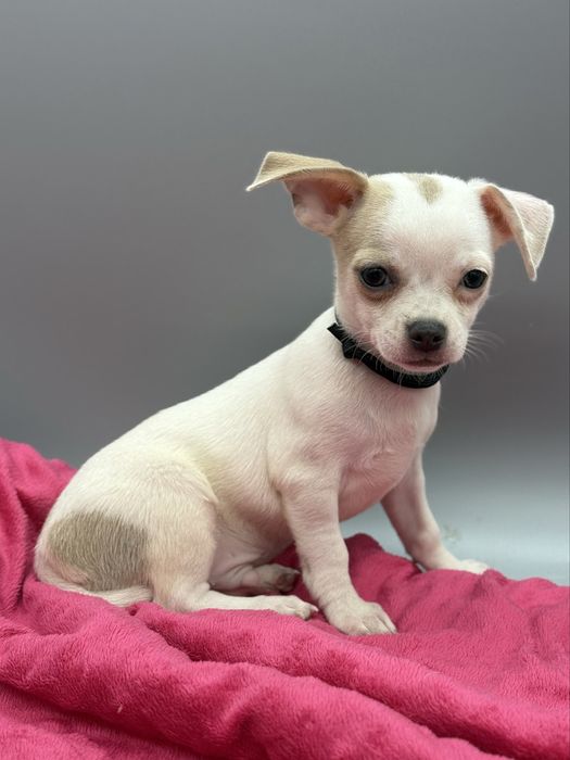Chihuahua *piesek*