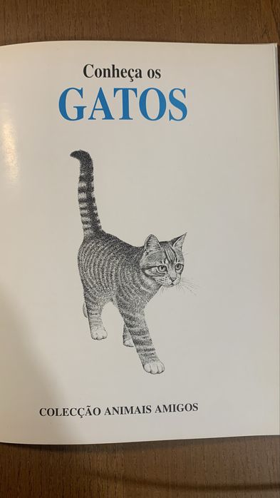 Conheça os gatos - girassol