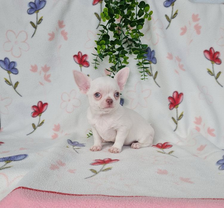 Excelente mini menino Chihuahua/Chiuaua de Qualidade, Linhagem Russa