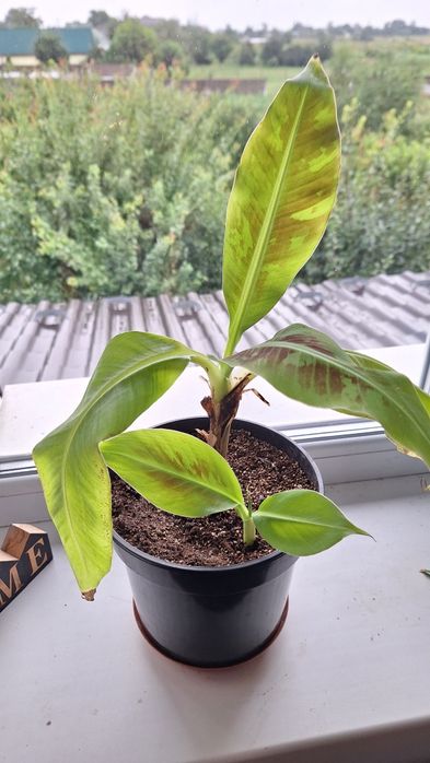 Банан при належному догляді будуть плоди