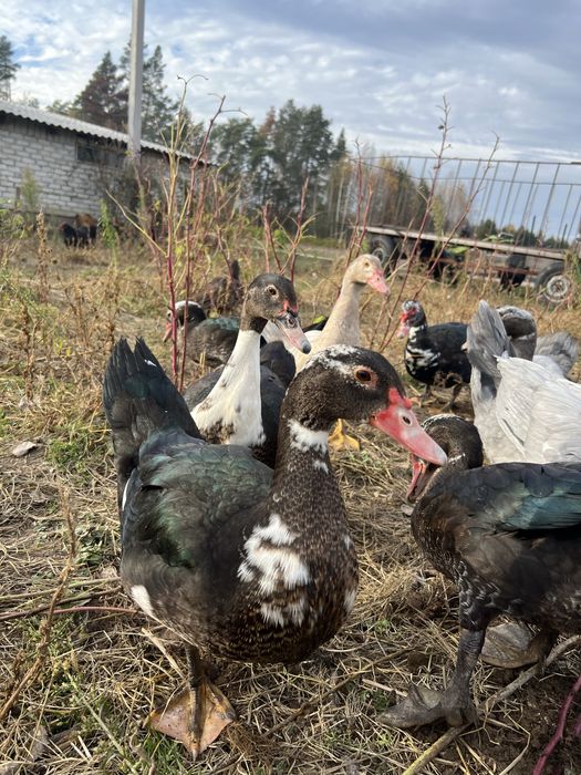 Продам тушку або живою вагою індиків, качок