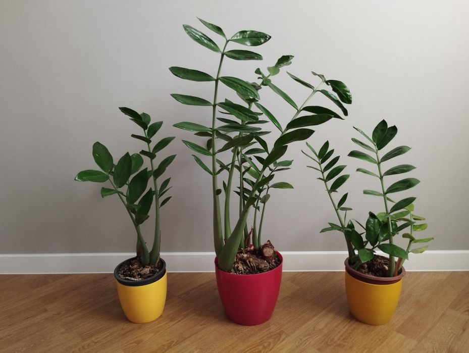 Заміокулькас з глянцевим листям від 250 грн