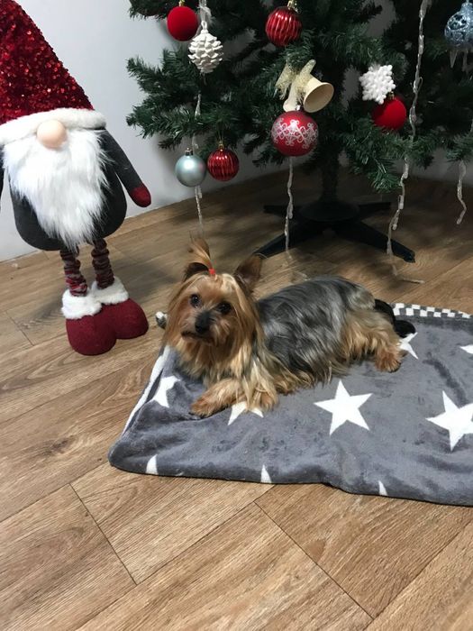 продається дівчинка Йорк