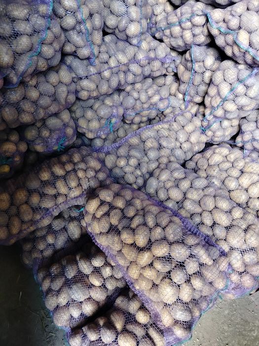 продам картоплю сортів сорая, берніна