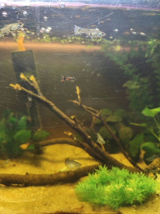 Guppies de várias cores