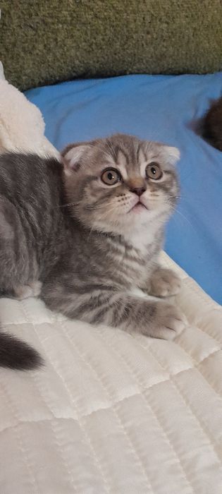 Лапуся шотландчик
