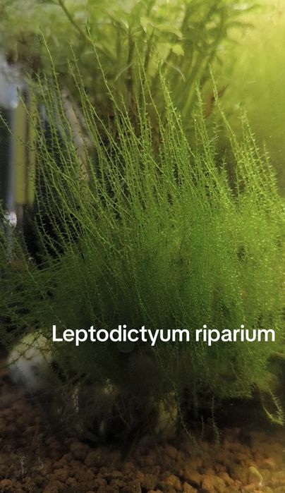 Musgos diversos para aquário