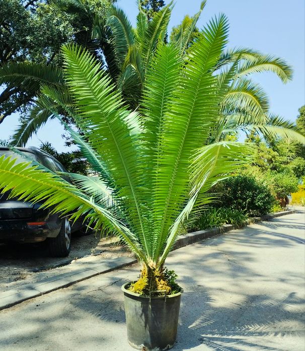 Palmeira de goma ou Dioon spinulosum