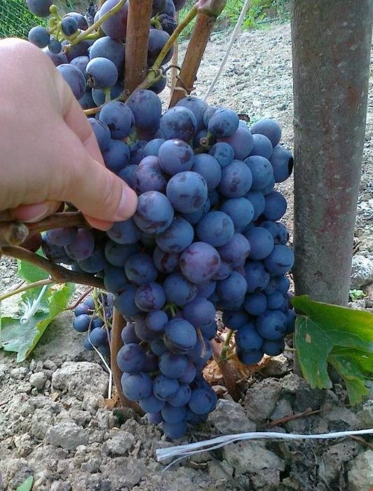 Winogrona EKOLOGICZNE, sadzonki winogron- SUPER ODMIANY