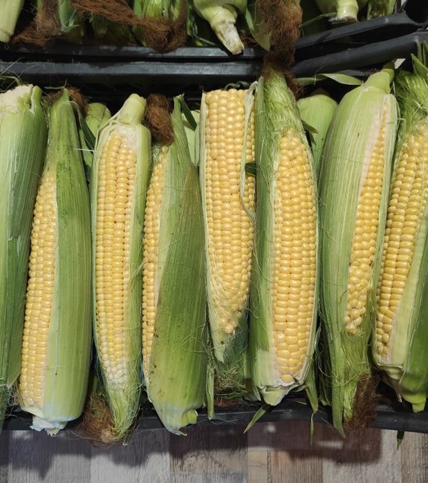 Продам  супер солодку кукурудзу