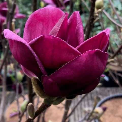 Magnolia "Genie", najciemniejsze kwiaty wśród magnolii, unikat!