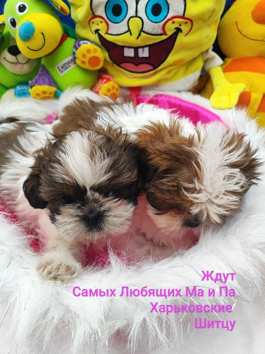 ШитцуШки.Красатунчики.Пацанчики