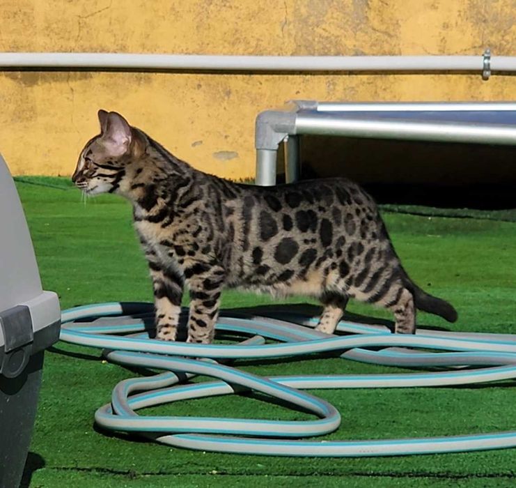Charcoral Gatinho de bengala (fêmea)