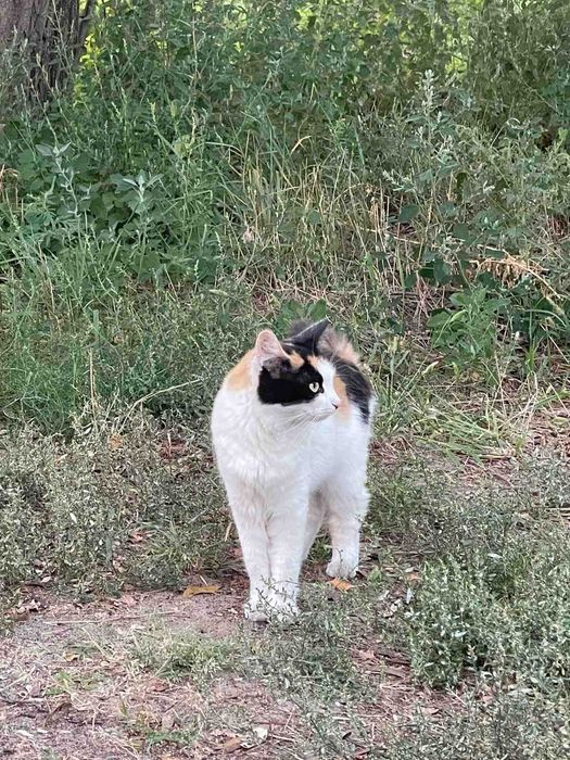 Чудові кошенята для щастя