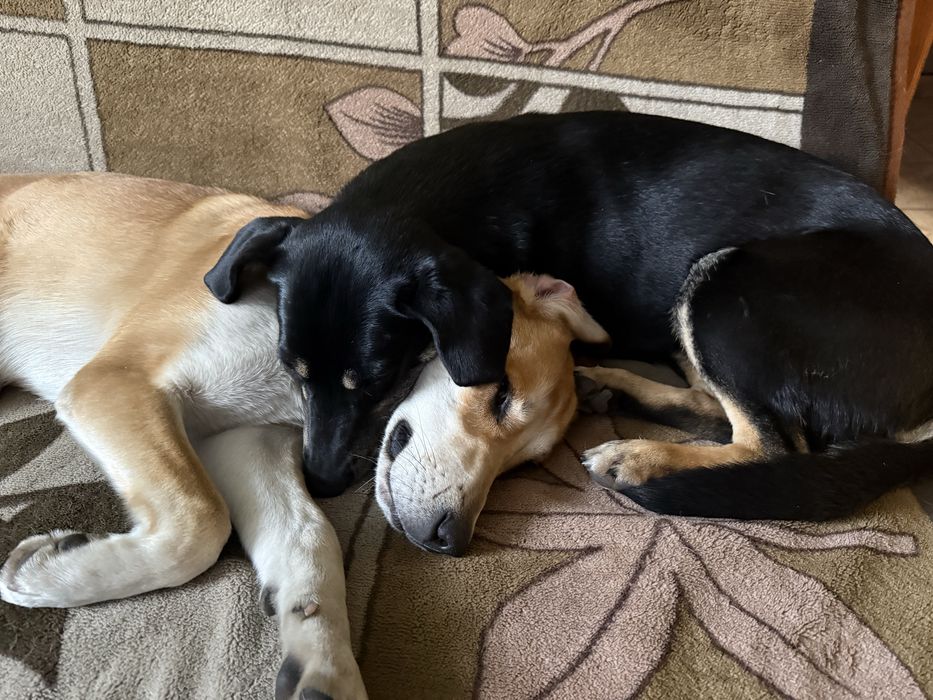 Piesek szuka kochającego domu